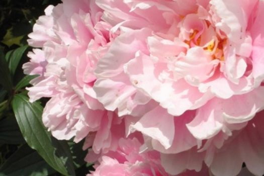Paeonia 'Sarah Bernhardt'