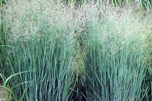 Panicum virgatum 'Heavy Metal'