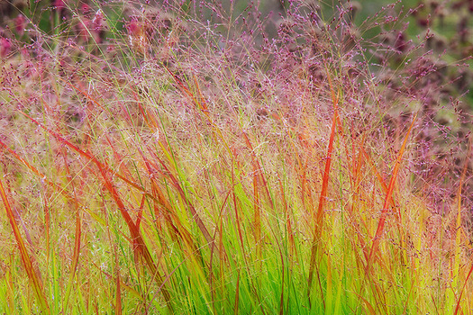 Panicum virgatum 'Rehbraun'