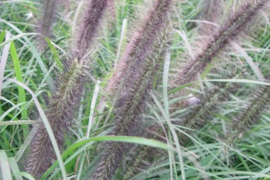 Pennisetum alopecuroides