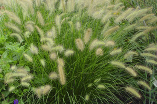 Pennisetum alopecuroides 'Hameln'