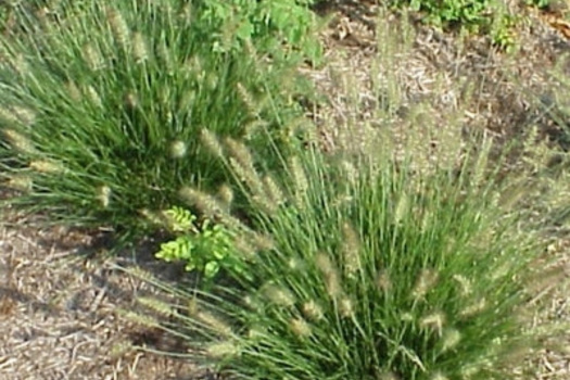Pennisetum alopecuroides 'Little Bunny'