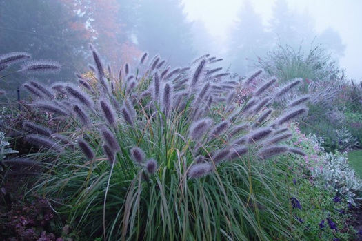 Pennisetum alopecuroides 'Redhead'