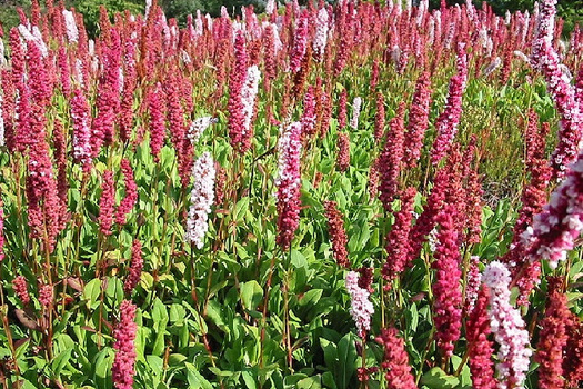 Persicaria affinis 'Darjeeling Red'