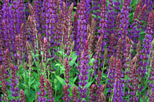 Salvia nemorosa 'Ostfriesland'