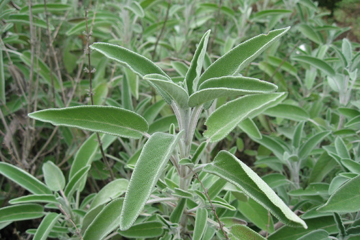 Salvia officinalis