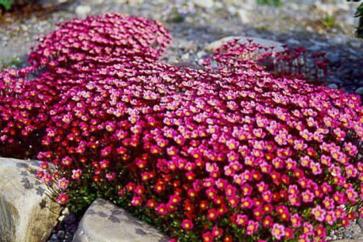 Saxifraga 'Purpurteppich'