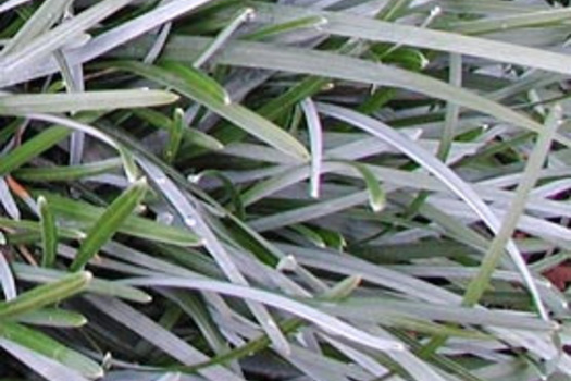 Sesleria caerulea