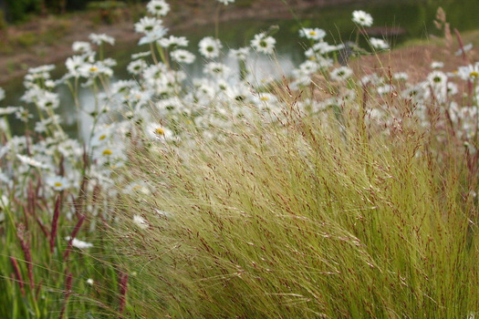 Stipa tenuissima 'Ponytails'