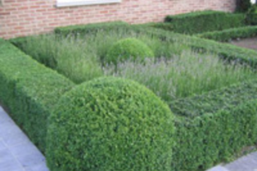 Buxus sempervirens