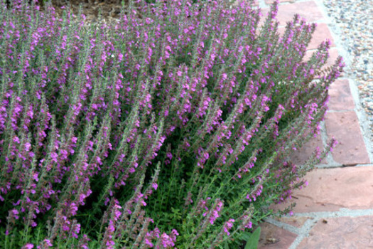 Teucrium chamaedrys