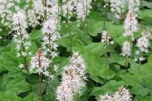 Tiarella wherryi