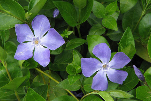 Vinca major