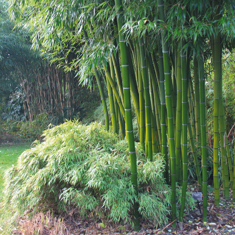 Bamboe's