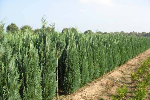 Chamaecyparis lawsoniana 'Columnaris'