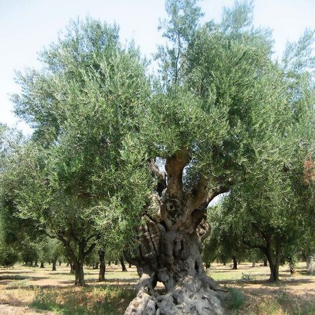 Mediterrane bomen