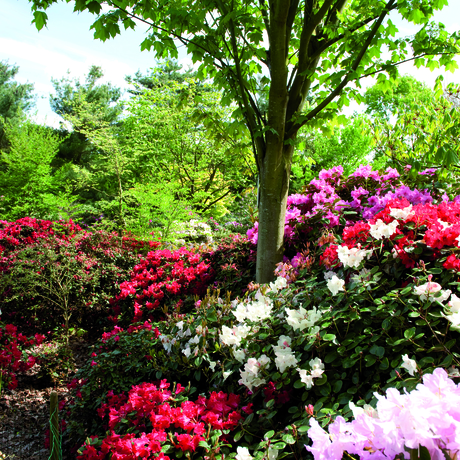 Rododendrons & azalea's