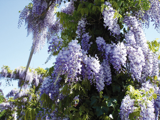 onwetendheid middag strip Bladhoudende klimplanten - Belleplant