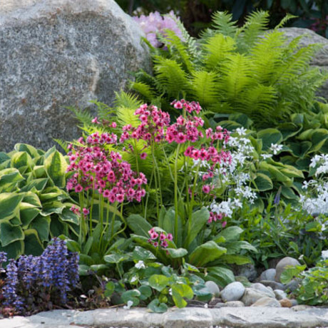 Vaste planten voor de (half)schaduw