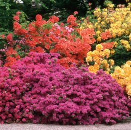 https://www.belleplant.be/Cached/3475/piece/262x263/RhododendronHyb-kleuren-1.jpg