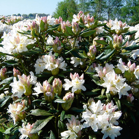 Hogere rododendrons