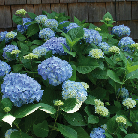 Bolvormige hortensia's