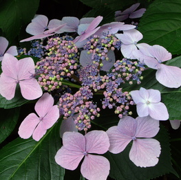 https://www.belleplant.be/Cached/3482/piece/262x263/hydrangea12.jpg