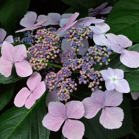 Schermvormige hortensia's