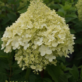 https://www.belleplant.be/Cached/3483/piece/262x263/hydrangeaplimelighta.jpg