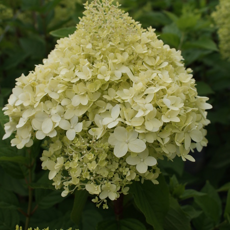 Pluimhortensia's