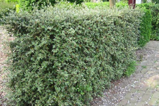 Cotoneaster franchetii