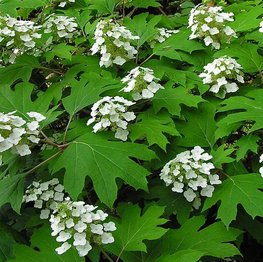 https://www.belleplant.be/Cached/3505/piece/262x263/Hydrangeaquercifolia.jpg