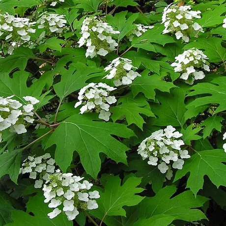 Eikenbladhortensia's