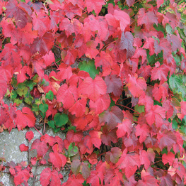 https://www.belleplant.be/Cached/3518/piece/262x263/PARTHENOCISSUSTRIC.jpg