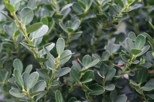 Ilex maximowicziana kanehirae