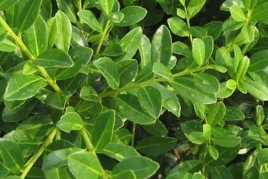 Ilex crenata 'Green Hedge'