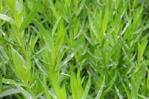 Artemisia dracunculus 'Senior'