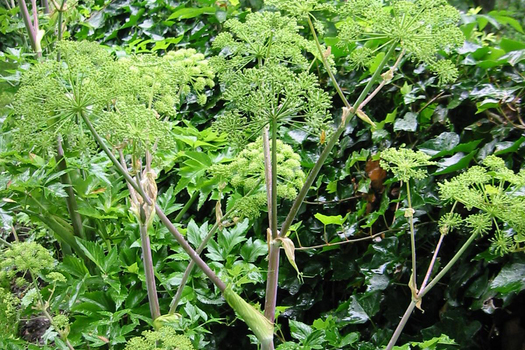 Angelica archangelica