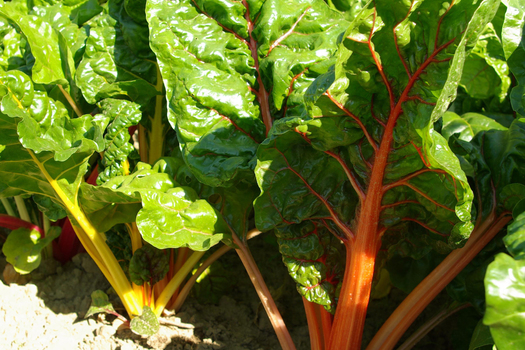 Beta vulgaris 'Bright Lights' *