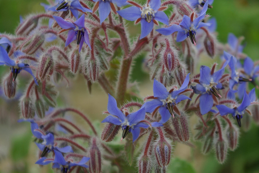 Borago officinalis