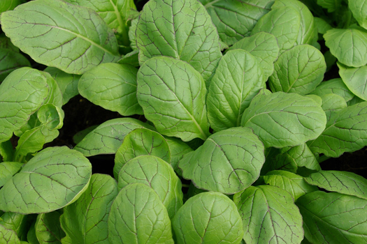 Brassica 'Amsoi' *