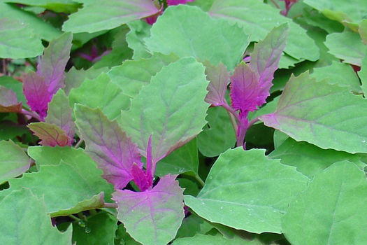 Chenopodium giganteum *