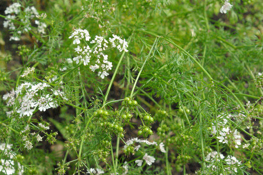 Coriandrum sativum *