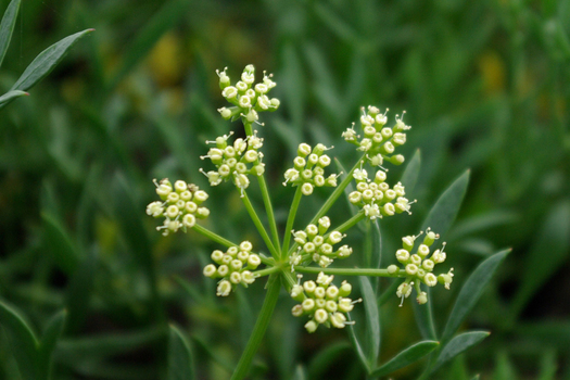 Crithmum maritimum