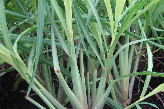 Cymbopogon citratus