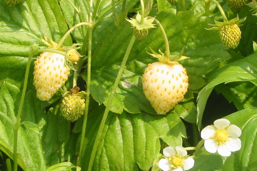 Fragaria vesca 'Yellow Wonder'