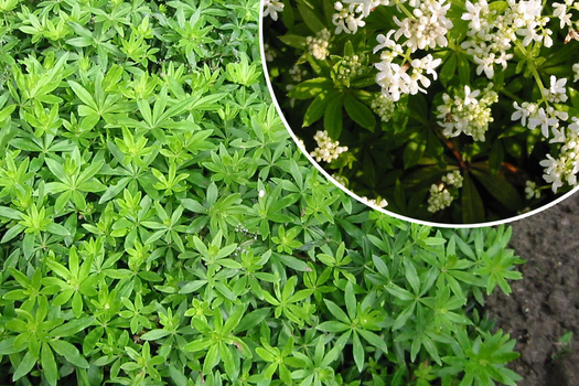 Galium odoratum