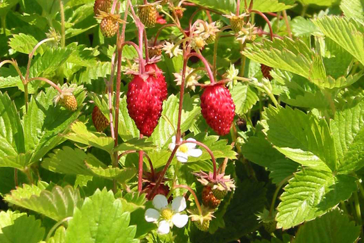 Fragaria vesca 'Alexandria'