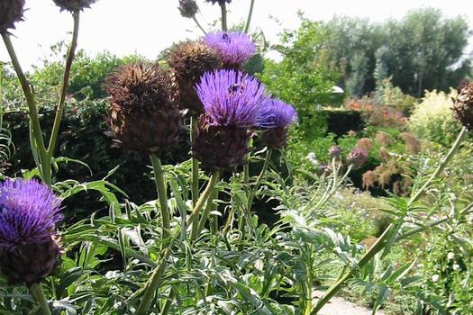 Cynara scolymus