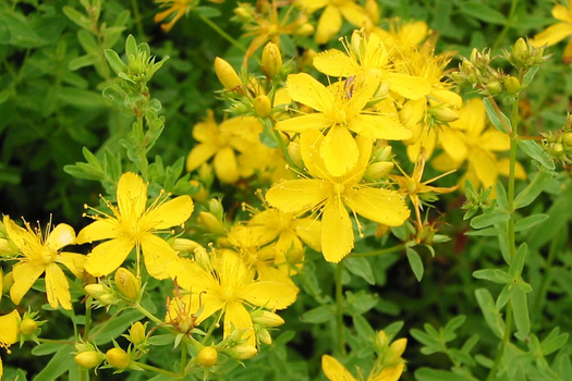 Hypericum perforatum